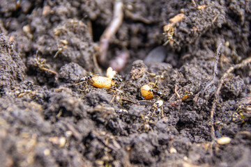 Garden ants rebuild their nest after digging up the soil