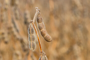 Closeup of four bean soybean pod on plant stem. Farming, agricultural science and fall harvest season concept