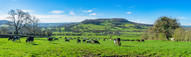 Herd of dairy cattle just released on to fresh spring gazing field