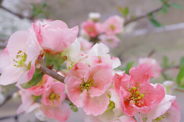 ボケの花の色違い