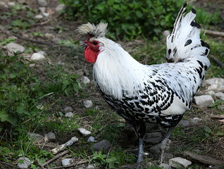 coq