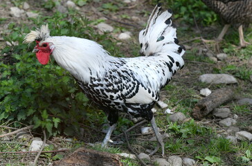 coq