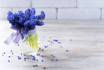 Bouquet of blue muscari in the transparent jug tied with a ribbon around and scattered small buds on the light background. Copy space