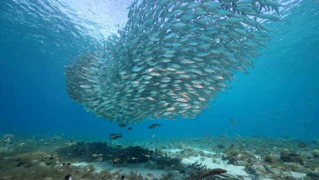 Seascape with Bait Ball, School of Fish, Mackerel fish in the coral reef of the Caribbean Sea, Curacao