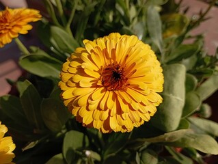 Large yellow flowers in the garden