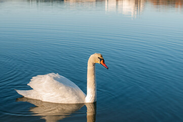 A white majestic swan floats in front of a wave of water. Young swan in the middle of the water. Drops on a wet head.