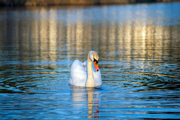 A white majestic swan floats in front of a wave of water. Young swan in the middle of the water. Drops on a wet head.
