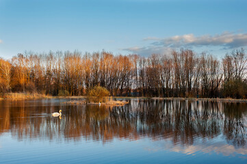 A white majestic swan floats in front of a wave of water. Young swan in the middle of the water. Drops on a wet head.