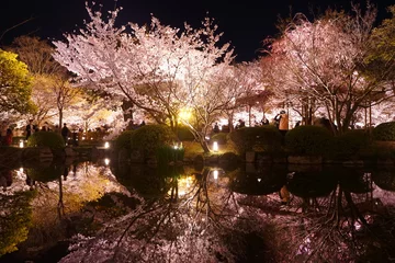 Poster Night View of Toji Temple and Sakura, Cherry Blossom in Kyoto, Japan - 日本 京都府 東寺 桜 夜景  © Eric Akashi