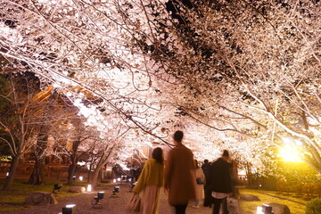 Night View of Toji Temple and Sakura, Cherry Blossom in Kyoto, Japan - 日本 京都府 東寺 桜...