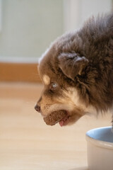 Portrait of a hungry Finnish Lapphund puppy