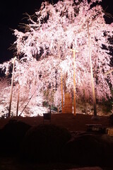 Night View of Toji Temple and Sakura, Cherry Blossom in Kyoto, Japan - 日本 京都府 東寺 しだれ桜 夜景