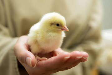 chicken in hands