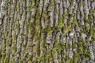Common oak (Quercus robur) bark closeup.