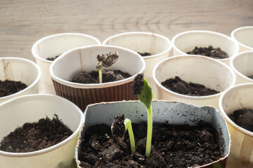 Seedlings in different containers on the windowsill. Zero waste and recycling of household waste.