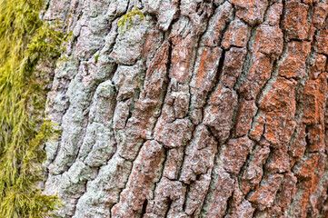 Common oak (Quercus robur) bark closeup.