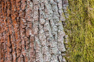 Common oak (Quercus robur) bark closeup.