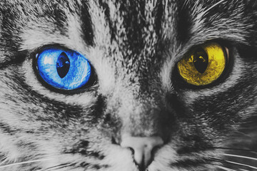Close up cat eyes with blue-yellow color flag of Ukraine. Animals injured and abandoned in the war