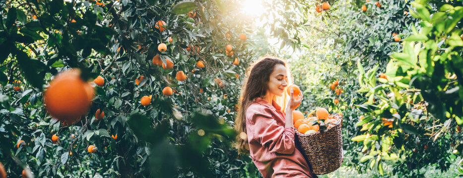 Smiling curly haired woman with basket picking oranges in the garden.