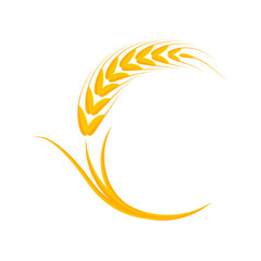 Fototapeta premium Ears of wheat. Whole grains for making bread.