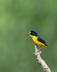 A tropical bird Violaceous euphonia as know as gaturamo perching in a branch tree.  Green background, Species Euphonia violacea. Birdwatching. Animal world. Yellow bird.