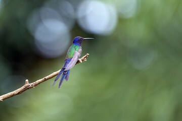 The swallow-tailed hummingbird perched on a branch of a tree in the forest. Its tail resembles scissors. The specie Eupetomena macroura also know as Beija-flor Tesoura. Birdwatching. Animal World.