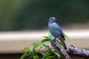 Grey bird. A Sayaca Tanager also know as sanhaço perched on the branch. Species Thraupis sayaca. Birdwatching. Birding.