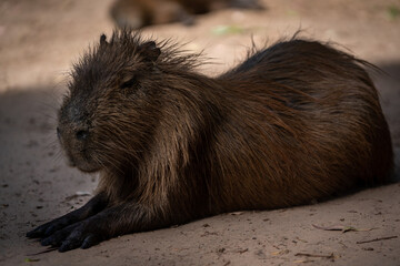 Capybara, capybara or 