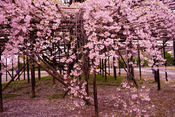 Drooping Pink Sakura Tree or Cherry Blossom in Nara, Japan - 日本 奈良県 しだれ桜
