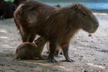 Capybara, capybara or 