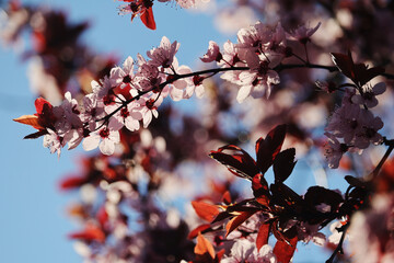 Blossoming trees in spring season