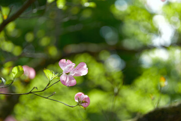 Obraz premium おだやかな晴れ間と色鮮やかなハナミズキの花