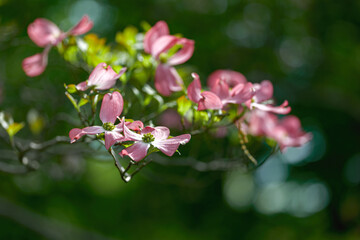 おだやかな晴れ間と色鮮やかなハナミズキの花