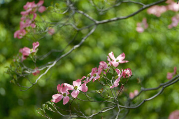 おだやかな晴れ間と色鮮やかなハナミズキの花