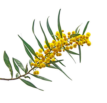 Close up of Acacia saligna
