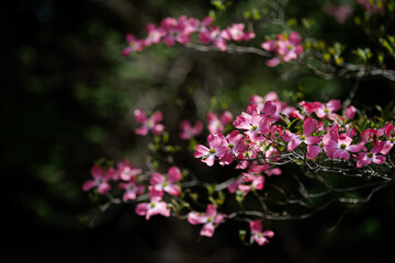 おだやかな晴れ間と色鮮やかなハナミズキの花