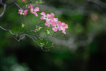 おだやかな晴れ間と色鮮やかなハナミズキの花
