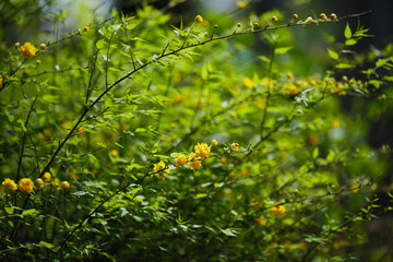 初夏の晴れ間のヤエヤマブキの花