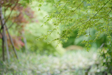 日本家屋の初夏の青もみじ