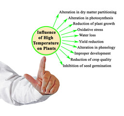  Influence of High Temperature on plants