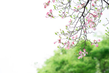 おだやかな晴れ間と透過光が美しいハナミズキの花