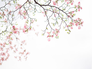 おだやかな晴れ間と透過光が美しいハナミズキの花