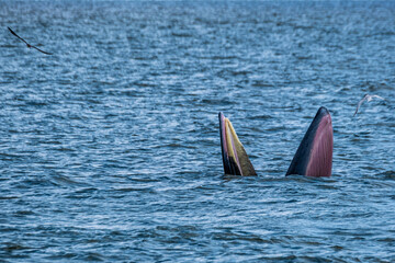 Huge Whale Bruda feed on a wide variety of fish in gulf of Thailand aquatic animals in the sea