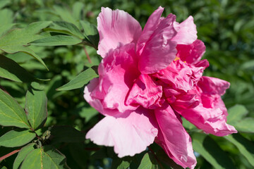 pink flower in the sun