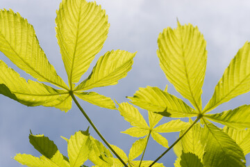 spring horse chestnut leaves backlit by the sun and set against a gray sky