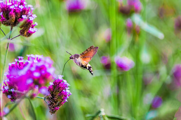 Hummingbirds and hawk moths gather honey