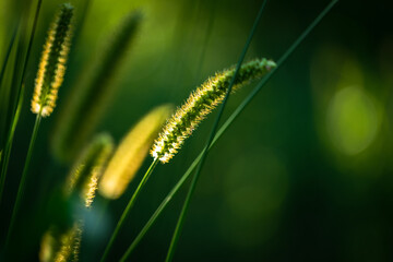 Macro shot of fluffy grass ears in sunset backlight against a dark green background. August beauty of nature background. Backlit image