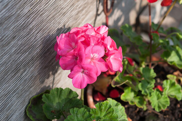 pink geranium in the morning sun