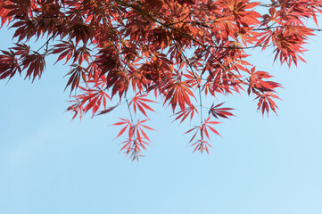 ornamental maple leaves on a blue sky
