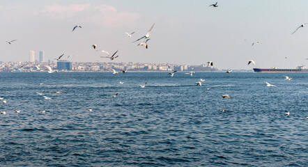 Fototapeta na wymiar Flock of seagulls flying above the sea water Bosphorus strait.
